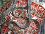 wil_markt_snake_7900.jpg