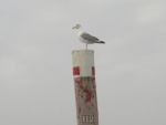 P1010064_1.jpg