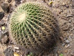 IMGP3747.jpg