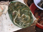 IMGP3545.jpg
