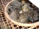 wil_markt_frogs_7901.jpg