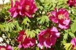 1204_husto_hk_Lednice-Schlosspark_05.jpg
